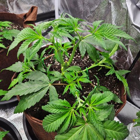 PP #1 growlog timeline photo