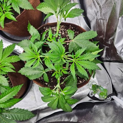 PP #1 growlog timeline photo