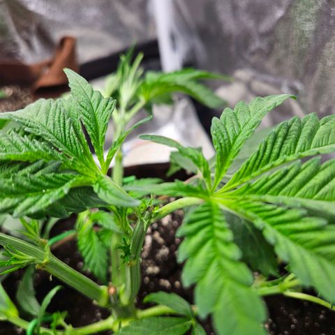 PP #1 growlog timeline photo