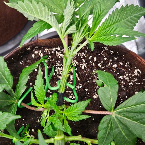 PP #1 growlog timeline photo