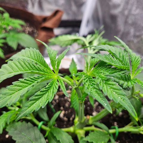 PP #1 growlog timeline photo