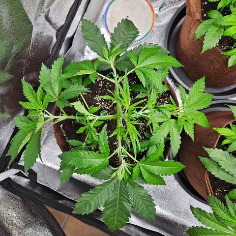 PP #2 growlog timeline photo