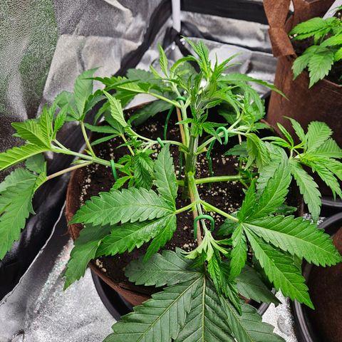 PP #2 growlog timeline photo