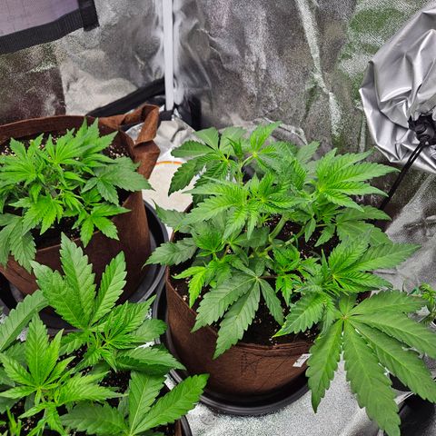 PP #1 growlog timeline photo