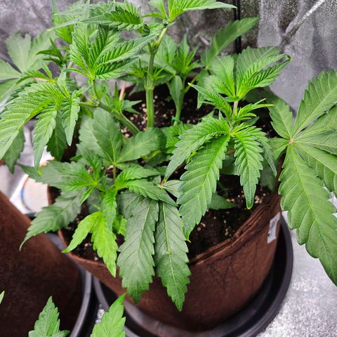 PP #1 growlog timeline photo