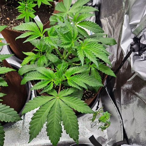 PP #1 growlog timeline photo
