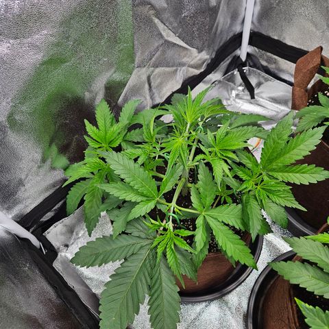 PP #2 growlog timeline photo