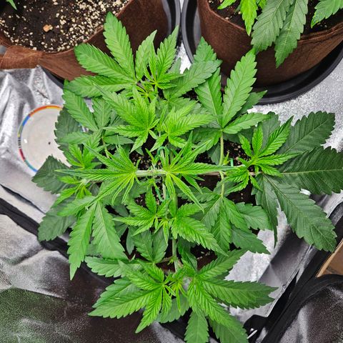 PP #2 growlog timeline photo