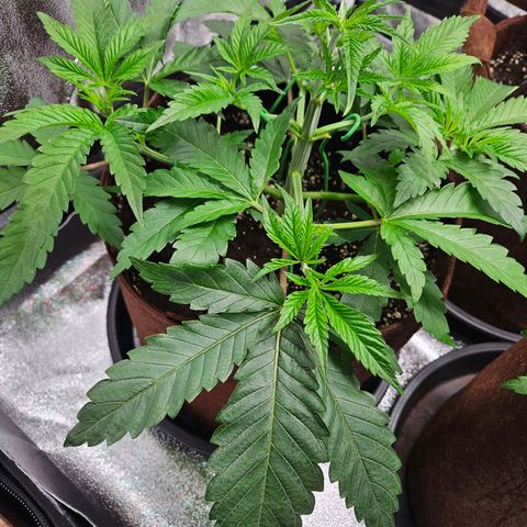 PP #2 growlog timeline photo
