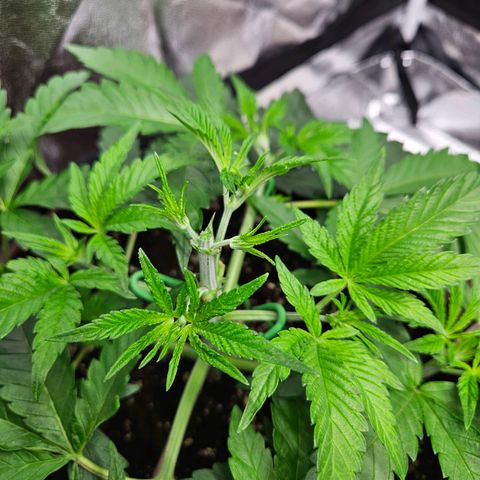 PP #2 growlog timeline photo