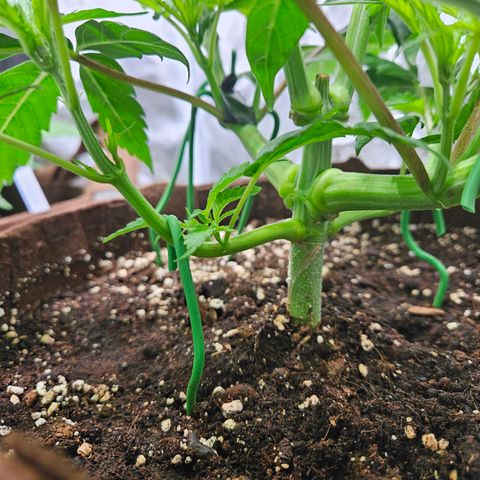 PP #1 growlog timeline photo