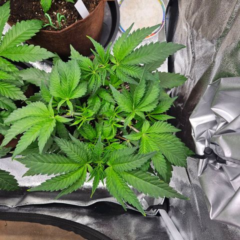 PP #1 growlog timeline photo