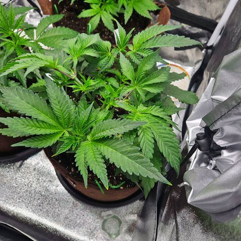 PP #1 growlog timeline photo