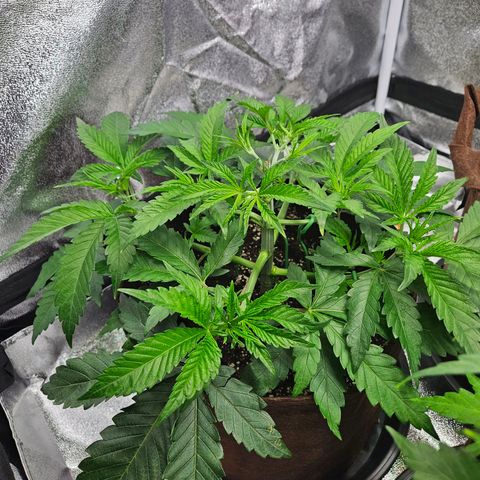 PP #2 growlog timeline photo