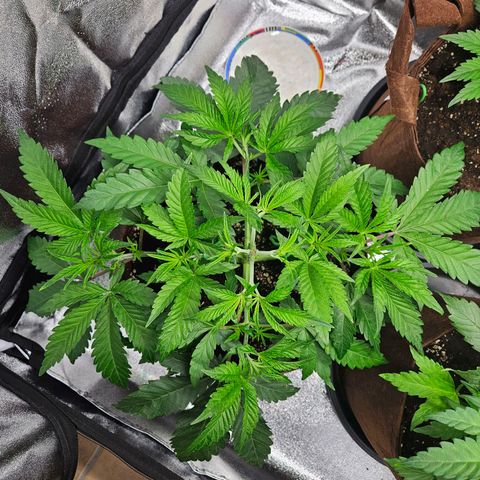 PP #2 growlog timeline photo