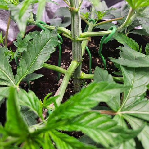 PP #2 growlog timeline photo