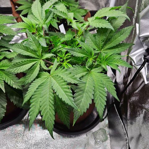 PP #1 growlog timeline photo
