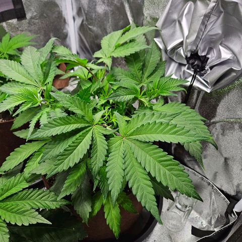 PP #1 growlog timeline photo