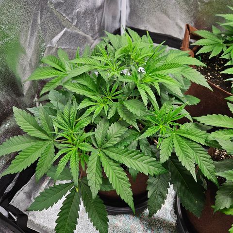 PP #2 growlog timeline photo
