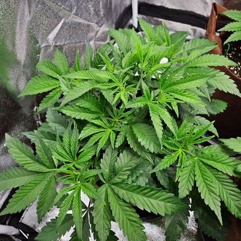PP #2 growlog timeline photo