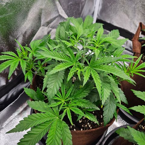PP #2 growlog timeline photo