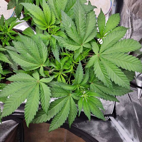 PP #1 growlog timeline photo