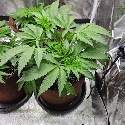 PP #1 growlog timeline photo