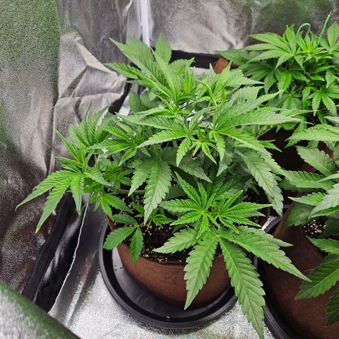 PP #2 growlog timeline photo