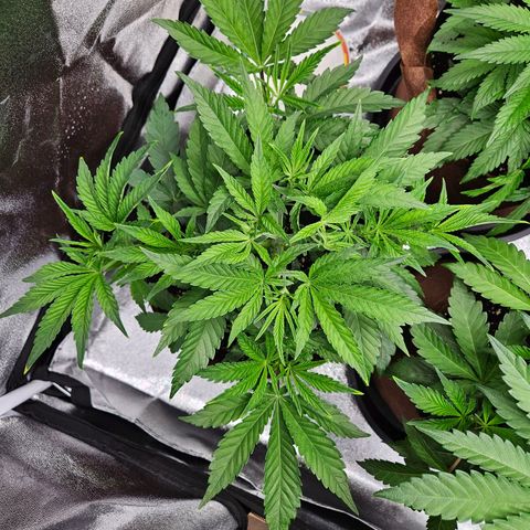 PP #2 growlog timeline photo
