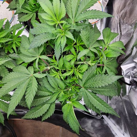 PP #1 growlog timeline photo