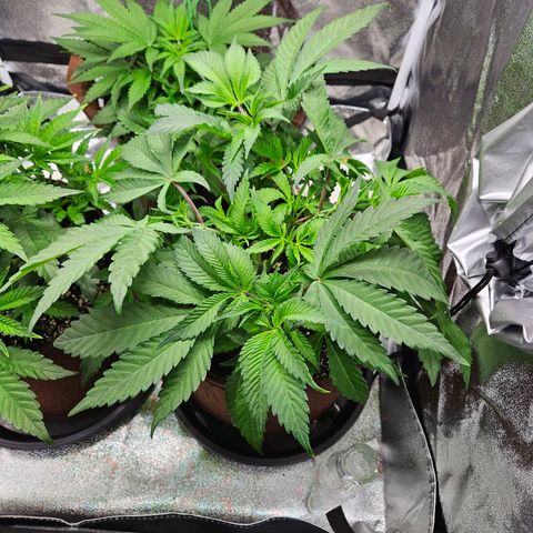 PP #1 growlog timeline photo