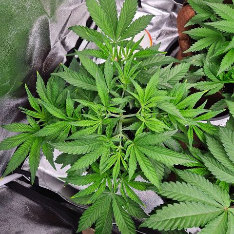PP #2 growlog timeline photo