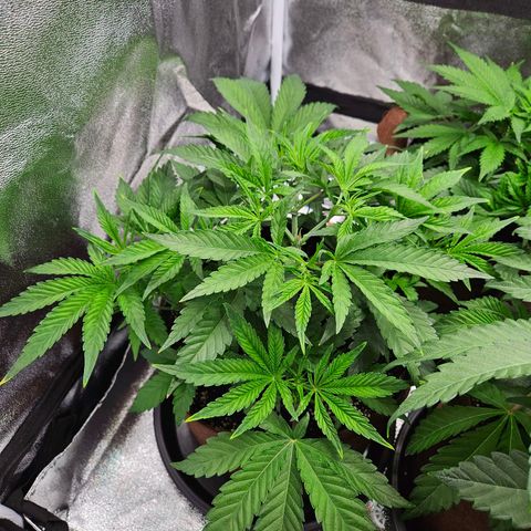 PP #2 growlog timeline photo