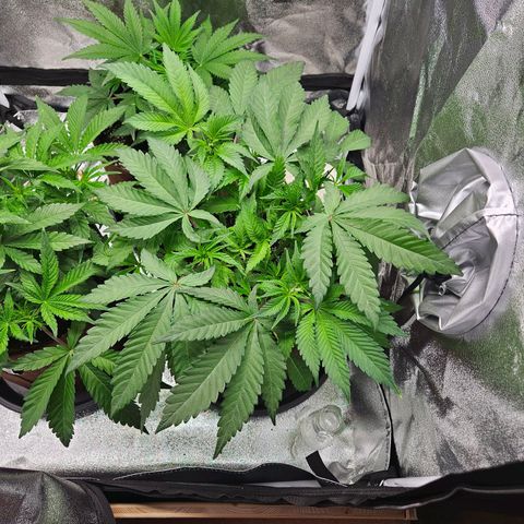 PP #1 growlog timeline photo