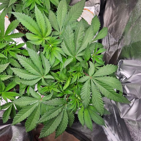 PP #1 growlog timeline photo