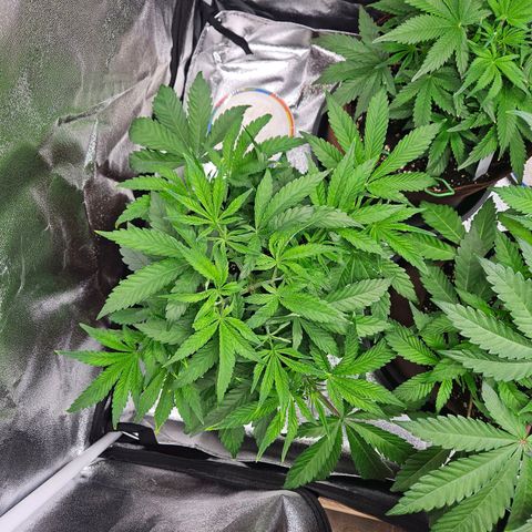 PP #2 growlog timeline photo
