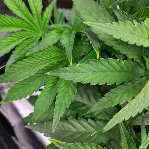 PP #2 growlog timeline photo