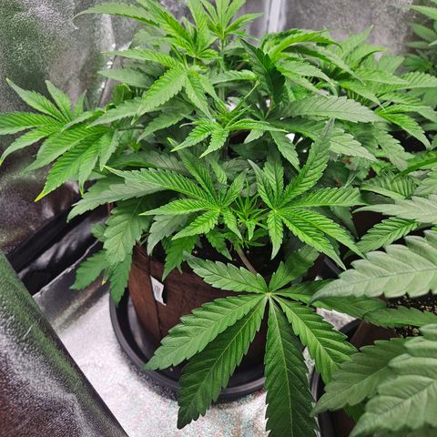 PP #2 growlog timeline photo