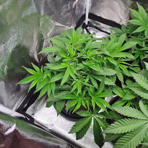 PP #2 growlog timeline photo