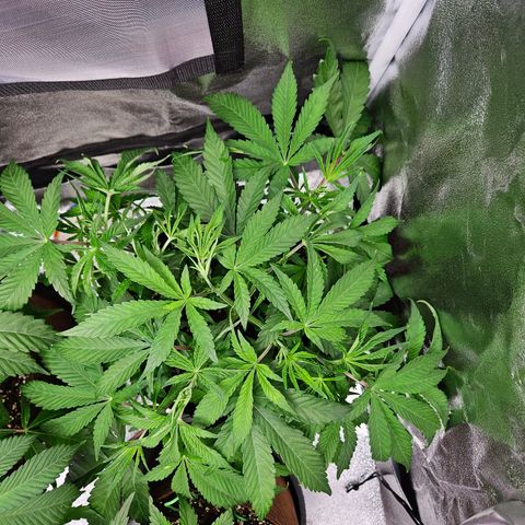 PP #1 growlog timeline photo