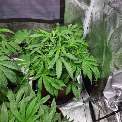 PP #1 growlog timeline photo