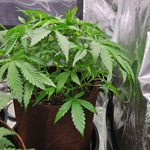 PP #1 growlog timeline photo