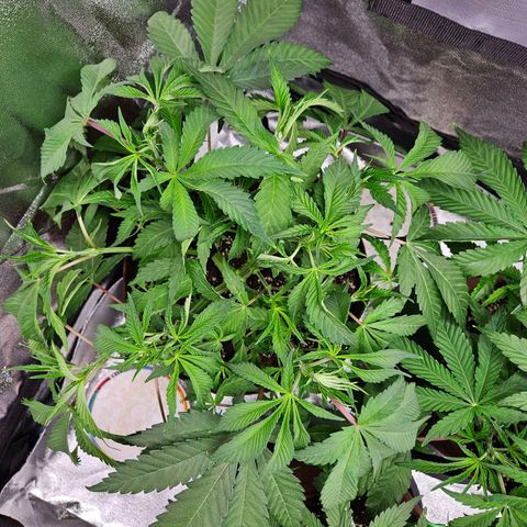 PP #2 growlog timeline photo