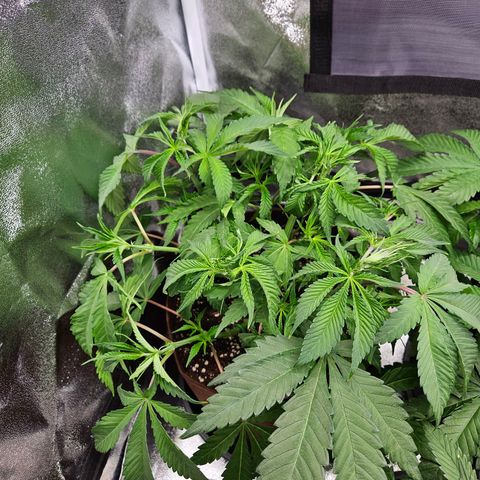 PP #2 growlog timeline photo