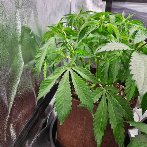 PP #2 growlog timeline photo