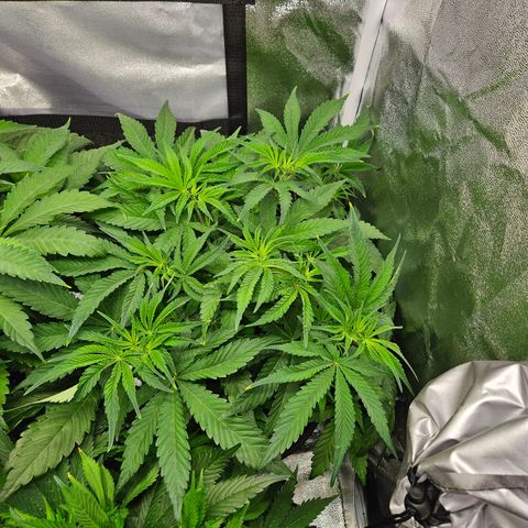 PP #1 growlog timeline photo