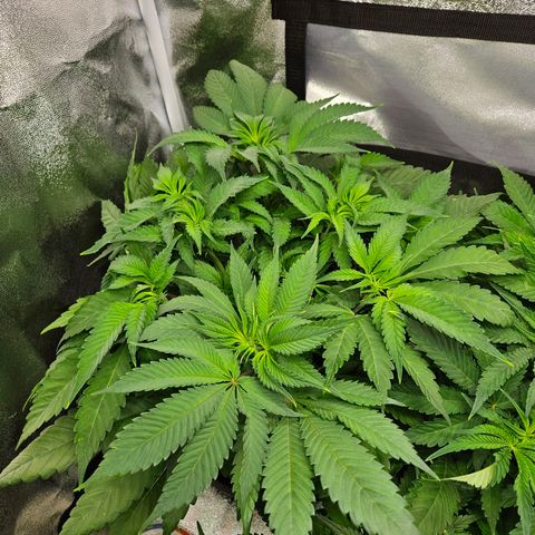 PP #2 growlog timeline photo