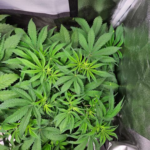 PP #1 growlog timeline photo