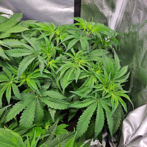 PP #1 growlog timeline photo