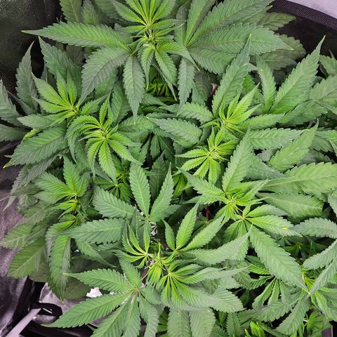 PP #2 growlog timeline photo